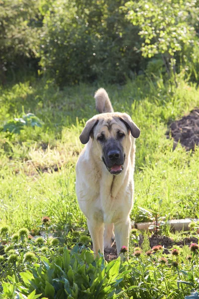 Hond van het RAS de Mastín español op een weide — Stockfoto