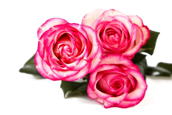 Buquê de três rosas brancas-vermelhas o isolado em branco — Fotografia de Stock