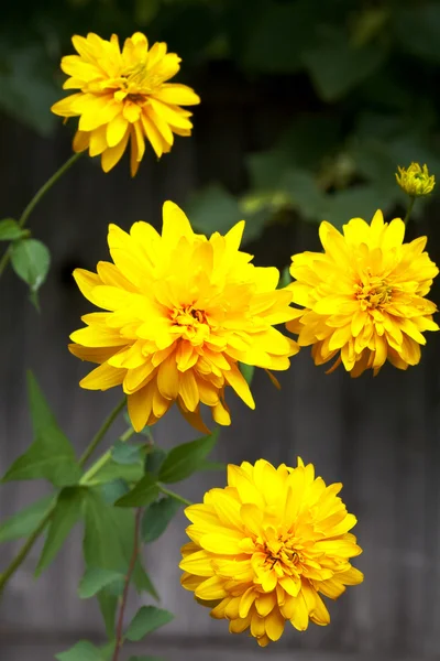 Colorful yellow chrysanthemum flowers — Stock Photo, Image