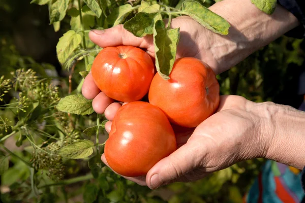 Red tomatoes in hands of the old woman — Stock Photo, Image