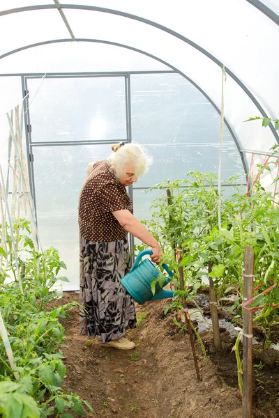Den gamla kvinnan i ett drivhus — Stockfoto