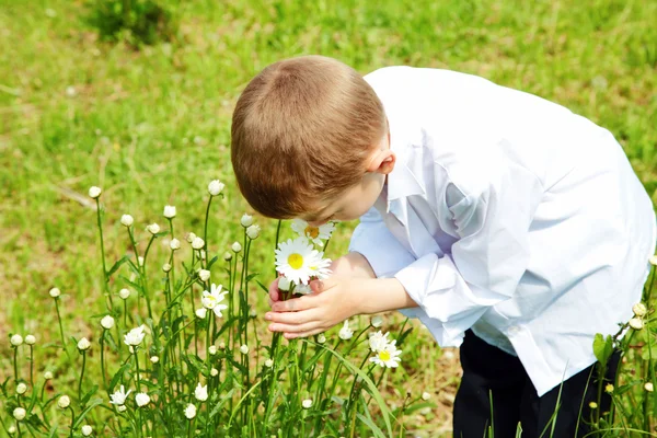 El muchacho toma de las manos las flores de la manzanilla — Foto de Stock