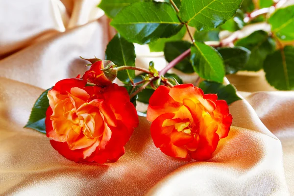 Red roses on a fabric — Stock Photo, Image