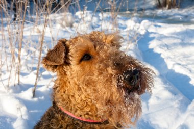 Airedale