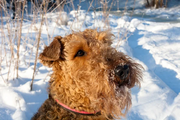 Airedale — Stock Photo, Image