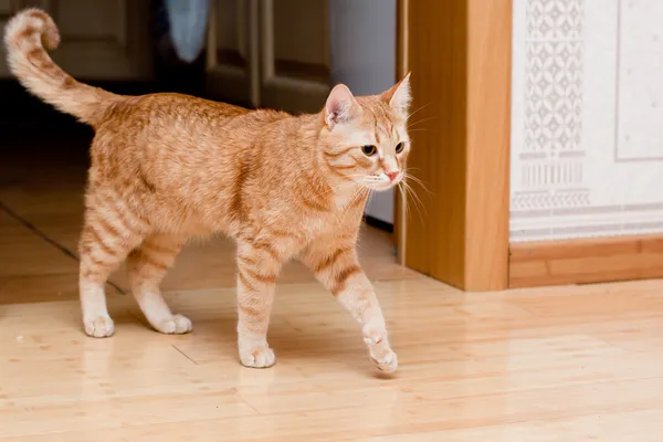 Ginger tabby cat — Stock Photo, Image