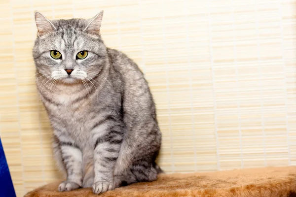 Crey кішка таббі — стокове фото