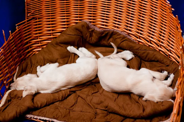 Saluki pups — Stock Photo, Image