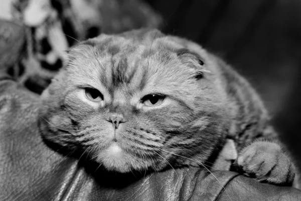 Scottish fold cat — Stock Photo, Image