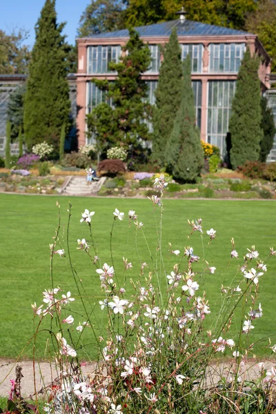 stock image White flowers and a cottage in the park