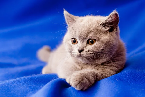 British kitten Royalty Free Stock Images