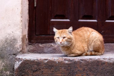 kedi kapınıza