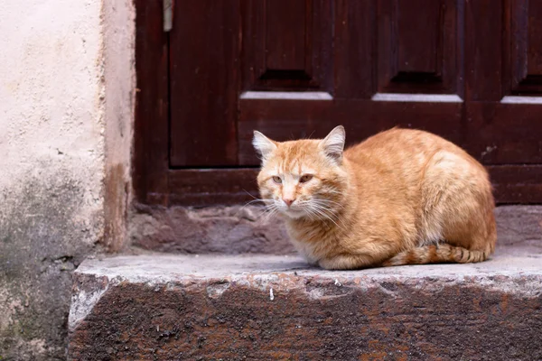 Cat on doorstep — Stock Photo, Image