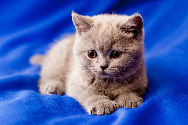 ลูกแมวอังกฤษ — ภาพถ่ายสต็อก