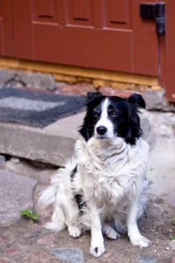 oturma köpek