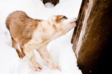 oturma köpek yavrusu