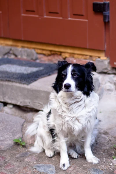Сидящая собака — стоковое фото