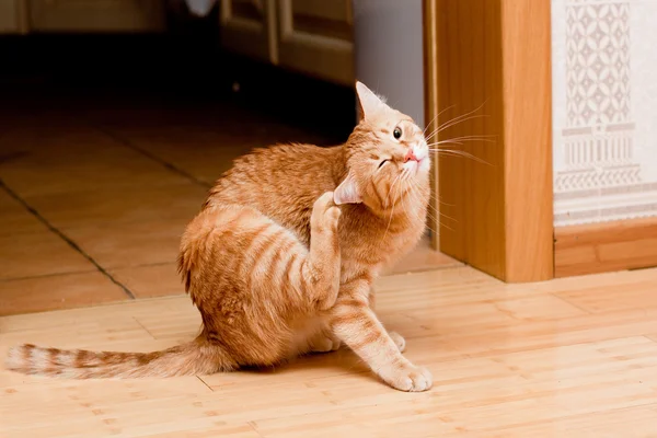 Ingwer gestromte Katze — Stockfoto