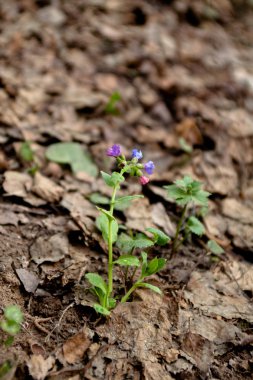 Lungwort