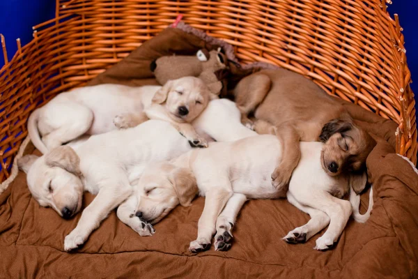 stock image Saluki pups