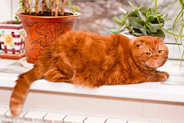 Kociak szkocki — Zdjęcie stockowe