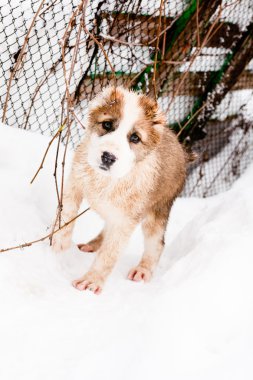 ayakta köpek yavrusu