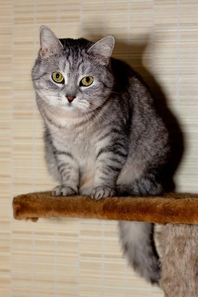 Crey pręgowany kot — Zdjęcie stockowe