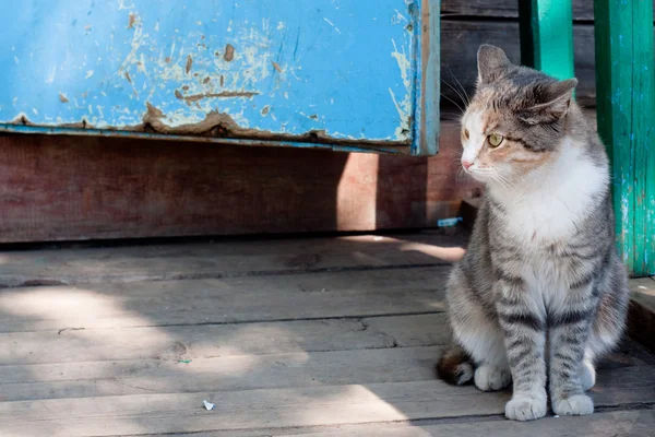 Oturan kedi — Stok fotoğraf