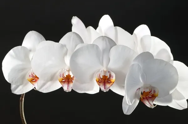 orkide