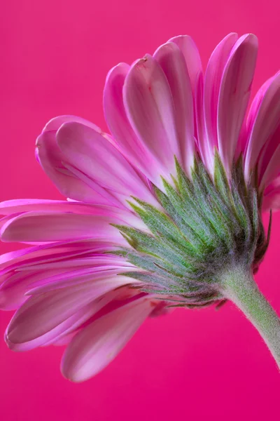Rosa blomst-gerbera isolert på hvit bakgrunn – stockfoto
