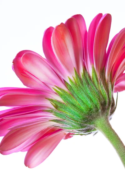 孤立在白色背景上的粉红色的花非洲菊 — 图库照片