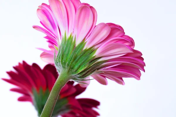 Gerberas de flores rosadas aisladas sobre fondo blanco — Foto de Stock