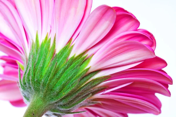 孤立在白色背景上的粉红色的花非洲菊 — 图库照片