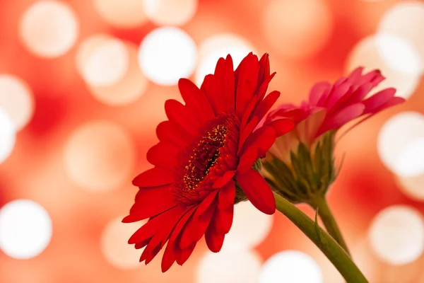 Flores de gerberas coloridas com fundo blur shimmer — Fotografia de Stock