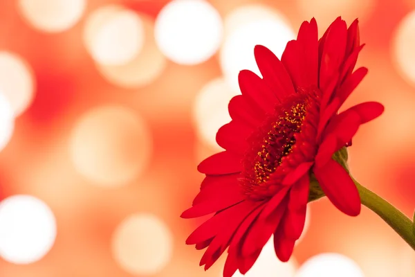 Farbige Gerbera-Blumen mit unscharfem schimmernden Hintergrund — Stockfoto