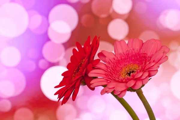 Farbige Gerbera-Blumen mit unscharfem schimmernden Hintergrund — Stockfoto