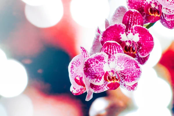 美丽的兰花 — 图库照片