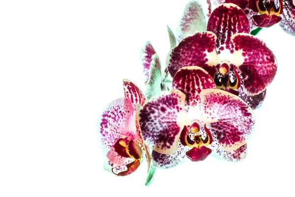 美しい蘭の花 — ストック写真