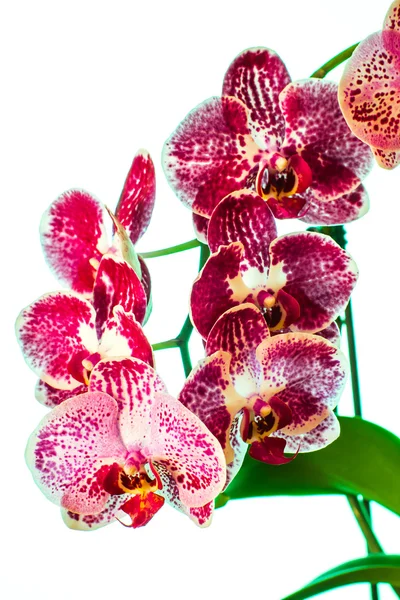 Orhidee frumoase — Fotografie, imagine de stoc