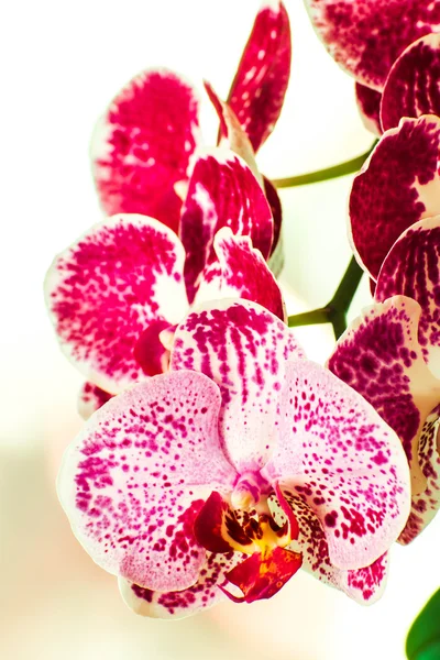 Orquídea bonita — Fotografia de Stock