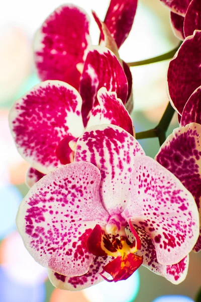 Mooie orchid — Stockfoto