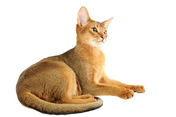 Abyssinian kat — Stockfoto