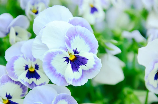 Violett pansy — Stockfoto