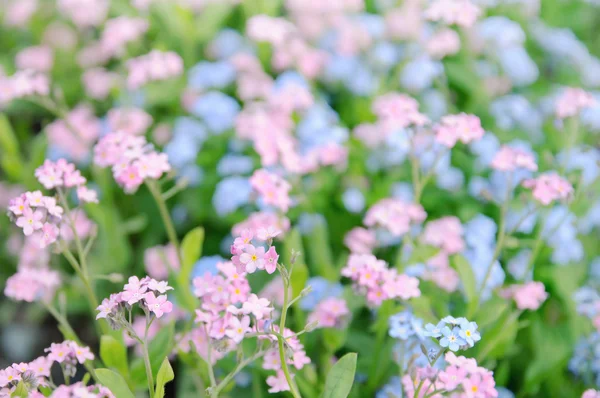 Forget-me-not flowers — Stock Photo, Image