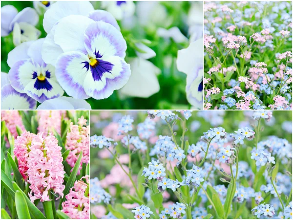Nabídka květin — Stock fotografie