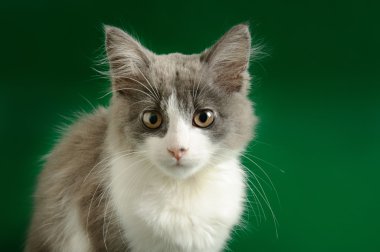 Grey and white kitten clipart