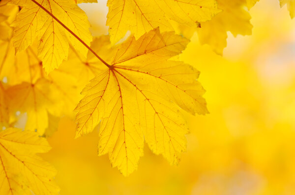 Autumn background with golden maple leaf, selective focus