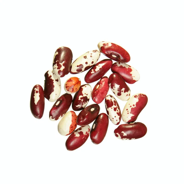 Pinto feijões vermelhos — Fotografia de Stock