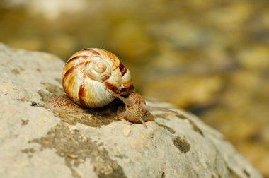 Helix pomatia (üzüm salyangoz)