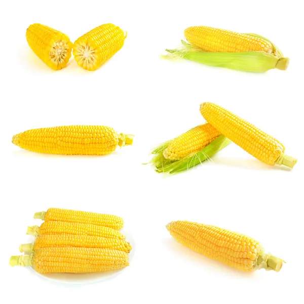 Conjunto de espigas de milho — Fotografia de Stock